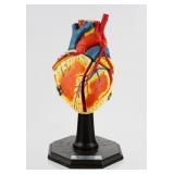 Human Heart Model Display Medical Plastics Lab