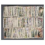 200+ Brooke Bond Tea Cards Wild Flowers