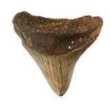 Megalodon Tooth