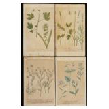 (4) Antique Hand-Colored Botanical Prints