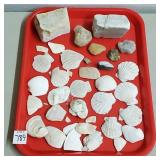 Lot of Assorted Minerals, Seashells,  Oceanic Lot