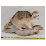Taxidermy Racoon - Standing Position