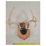 8 Point Whitetail Deer Antler Mount