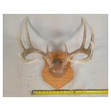 8 Point Whitetail Deer Antler Mount