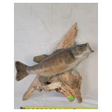 Smallmouth Bass mount on driftwood