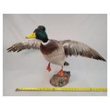 Taxidermy Duck