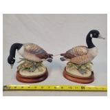 2- Andrea by Sadek Canadian Gooses / Geese lol