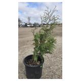 6- Techny Arborvitae Trees 32-40'