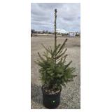 6- Norway Spruce Trees 30-38'