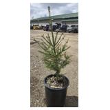 4- Norway Spruce Trees 30-36'