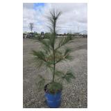 8- White Pine Trees 22-32'