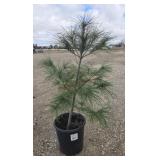 7- White Pine Trees 24-32'