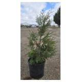 6- Techny Arborvitae Trees 32-44'