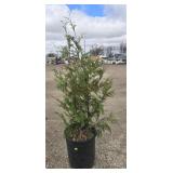 6- Techny Arborvitae Trees 32-38'