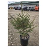 6- Norway Spruce Trees 26-38'