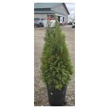 7- Emerald Arborvitae Trees 32-36'