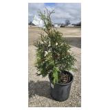 6- Techny Arborvitae Trees 32-45'