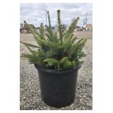 10- Bare Root Fraser Trees 7-15'