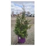 6- Techny Arborvitae Trees 32-44'