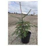 6- Canaan Fir Trees 20-24'