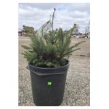 10- Bare Root Fraser Trees 8-12'