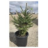 8- White Spruce Trees 20-24'