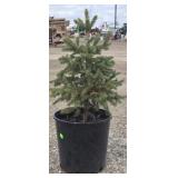 10- Black Hill Spruce Trees 18-24'