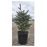 10- Black Hill Spruce Trees 18-24'