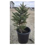 5- White Spruce Trees 22-24'
