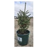 3- White Spruce Trees 20-24'