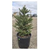 6- White Spruce Trees 22-26'