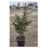 6- Norway Spruce Trees 25-38'