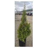 4- Emerald Arborvitae Trees 34-38'