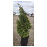 4- Emerald Arborvitae Trees 34-38'