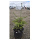 5- Canaan Fir Trees 23-28'