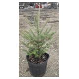5- Canaan Fir Trees 20-06'