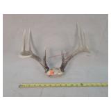 8- Point Whitetail Deer Antlers 13'w