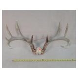 10- Point Whitetail Deer Antlers 22'w