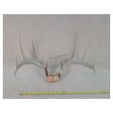 10 Point White Tail Deer Antlers 19'w