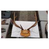 EUROPEAN ELK MOUNT