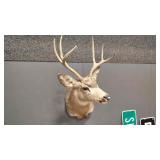 3X3 MULE DEER SHOULDER MOUNT