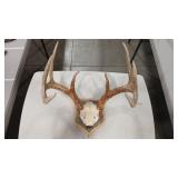 EUROPEAN STYLE WHITE TAIL DEER ANTLER MOUNT