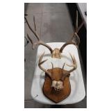 2 DEER ANTLER MOUNTS
