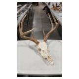 FULL SKULL WHITE TAIL DEER MOUNT