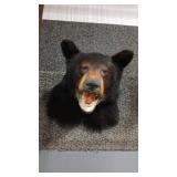 BLACK BEAR HEAD MOUNT