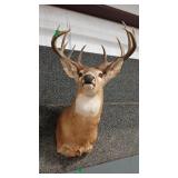 WHITE TAIL DEER SHOULDER MOUNT