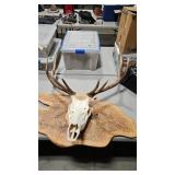 5X5 EUROPEAN MOUNT ELK
