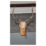 5X5 EUROPEAN ELK MOUNT
