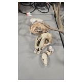 ANIMAL SKULLS INC. BEAVER