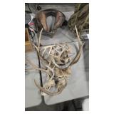 GROUP OF ANTLERS